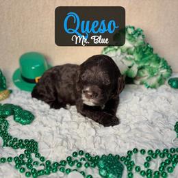 Queso - Chocolate male Australian Labradoodle puppy in Richmond, Kentucky from Happy Time Doodles