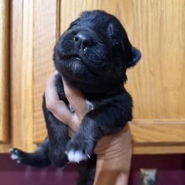 Red collar - Black and tan male German Shepherd puppy in Worthington, Indiana from Aus Gerstbrei German Shepherds