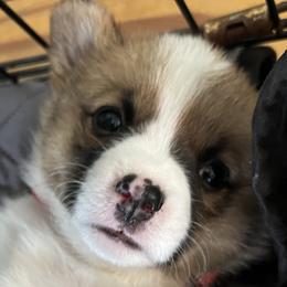 Pembroke Welsh Corgis from Amber Mayhew
