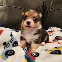American Corgi and Pembroke Welsh Corgi Puppies from San Diego Corgis
