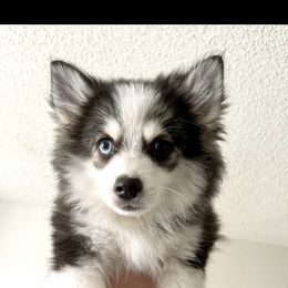 Miso - Pomsky