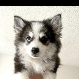 Miso - Pomsky