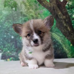 Male 1 - Sable male Pembroke Welsh Corgi puppy in Washington from Castle View Royal Rumps
