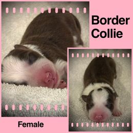 Daly - Red female Border Collie puppy in North Lakeport, California from Wild Rose Ranch