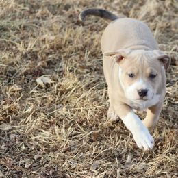 American Bully Puppies from Black Coal Bullies