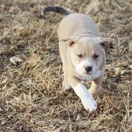 American Bully Puppies from Black Coal Bullies