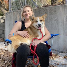 Pembroke Welsh Corgi Puppies from Cadenza Corgis