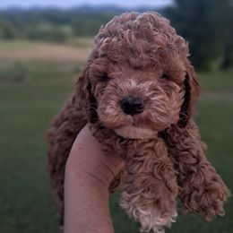 Ike - Golden male Cockapoo puppy in Mena, Arkansas from Ouachita River Cockapoos