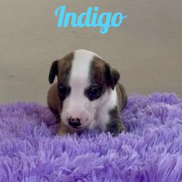 Boy 2 - Fawn brindle male Whippet puppy in Brooksville, Florida from Phasion Whippets Kimberly & Paul Norton Sr.