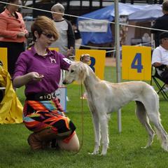 Saluki Puppies from Kushiel Salukis