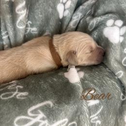 Bear - Light golden male Golden Retriever puppy in Los Osos, California from Wise Goldens