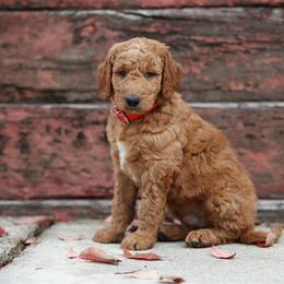 Stormy - Red collar - Red  male Goldendoodle puppy in Puyallup, Washington from Dawnie’s Doodles