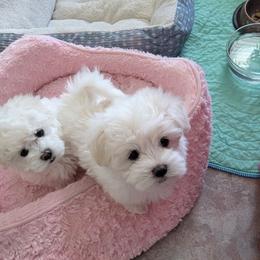 Little girl - White female Maltese puppy in Nevada from LAS VEGAS PUPPY