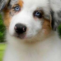 Australian Shepherds from Shanna Gordon's Australian Shepherds