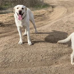 Labrador Retrievers from Flores Family Labradors