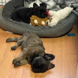 French Bulldog Puppies from Just Us Frenchies