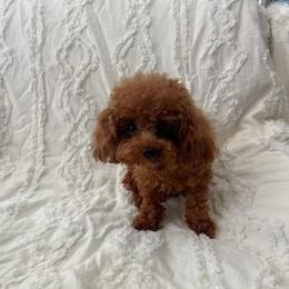 Captain - Red  male Poodle puppy in Moreno Valley, California from Yanni's Poodle