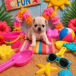 Cream Boy - Cream male Pug puppy in Tulsa, Oklahoma from Locust Creek Pugs & Japanese Chin's