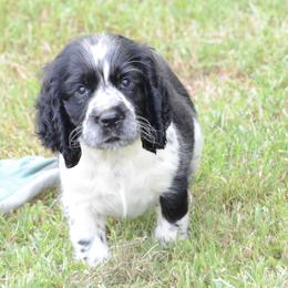 Frannie - Black and white female English Springer Spaniel puppy in Central, South Carolina from SarMel