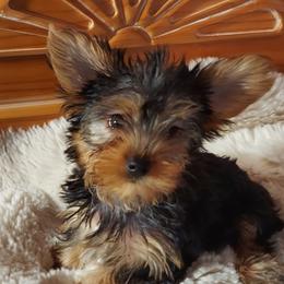 Yorkshire Terriers from Animal House