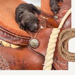 Swiss - Chocolate male Goldendoodle puppy in New Harmony, Indiana from Cottonwood Farms