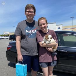 Miniature Australian Shepherd Puppies from Circle D Miniature Australian Shepherds
