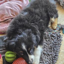 Australian Shepherd and Miniature Australian Shepherd Puppies from Cara Harker