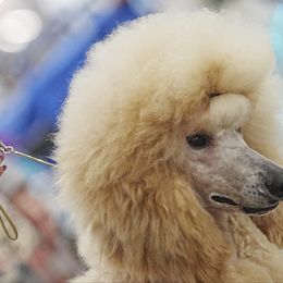 Valentino - Poodle