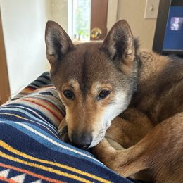 Argon - Shiba Inu