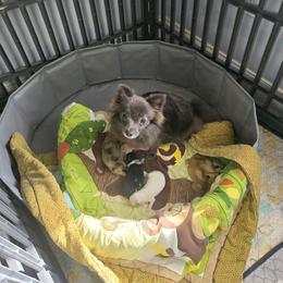 Avery - Pomeranian