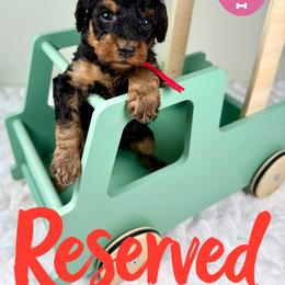 Bernedoodle, Goldendoodle, and Poodle Puppies from Plum Valley Pups