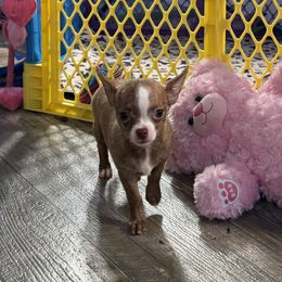 Dobbies - Fawn brindled black male Chihuahua puppy in Summerfield, Florida from Uey’s Chihuahuas