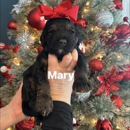 Mary - Phantom female Goldendoodle puppy in Prosperity, Pennsylvania from Stelladoodles & Company