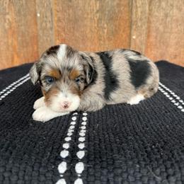 Aggie - Blue merle female Aussiedoodle puppy in Eastland, Texas from H5 Mini Doodles