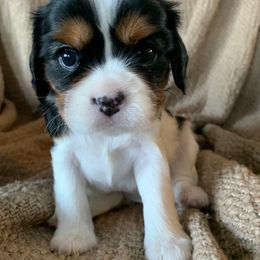 Cavalier King Charles Spaniel Puppies from Abbey Road Cavaliers
