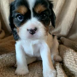Cavalier King Charles Spaniel Puppies from Abbey Road Cavaliers