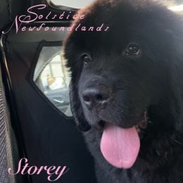 Newfoundland Puppies from Solstice Newfoundlands