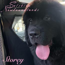 Newfoundland Puppies from Solstice Newfoundlands