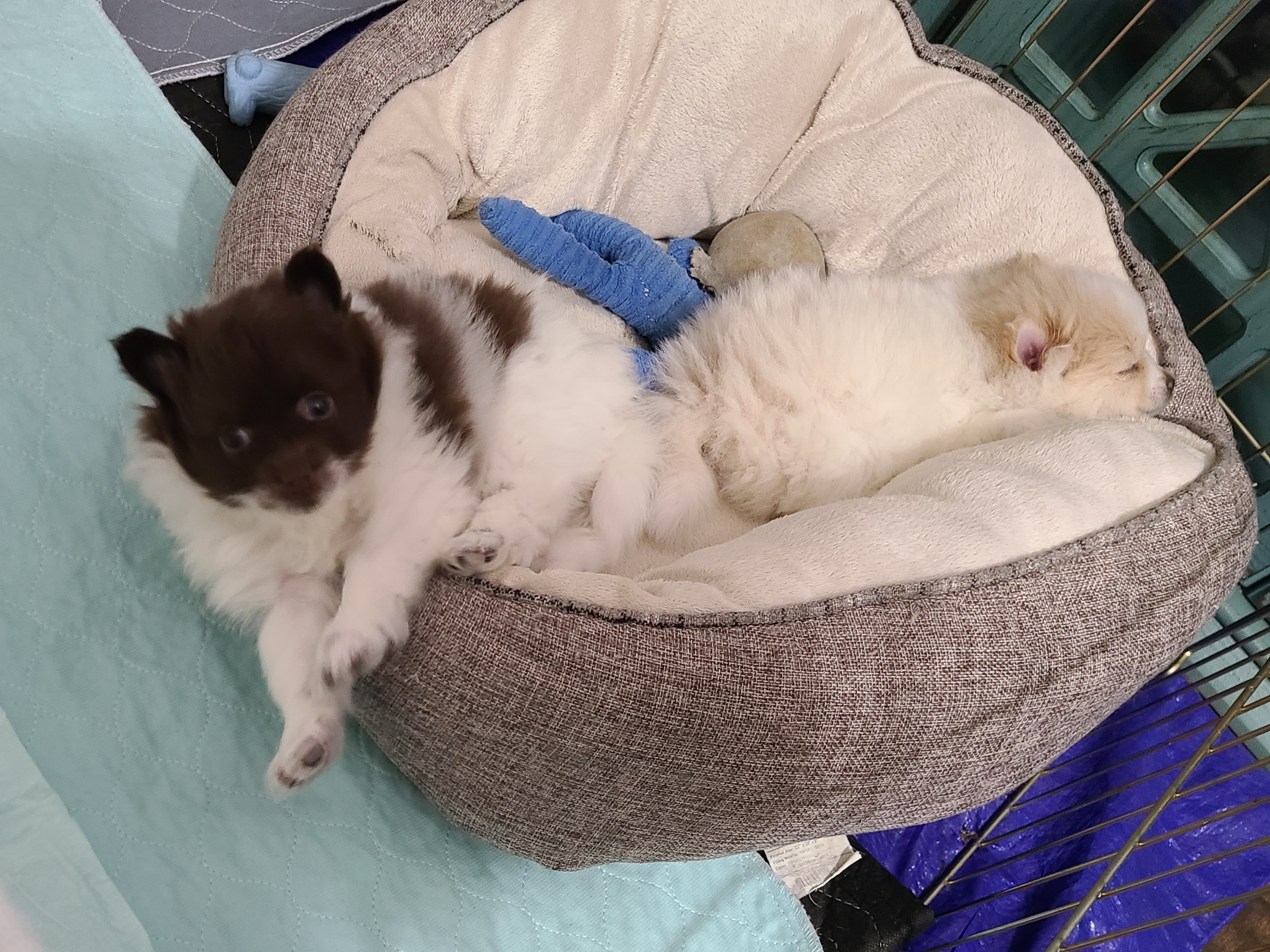 Pomeranian Puppies from Merri's Pom's