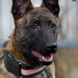 Joy - Dutch Shepherd