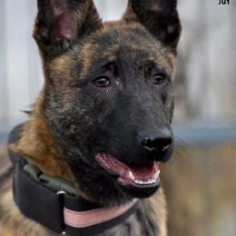 Joy - Dutch Shepherd