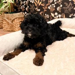 Sophia - Tri-color female Cavapoo puppy in Redding, California from O’Hara  Doodles