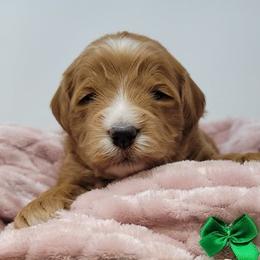 Green Female - Apricot female Goldendoodle puppy in Great Falls, Montana from Montana Goldendoodles
