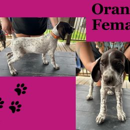 AKC Female White ticked - White and liver German Shorthaired Pointer puppy in Indiana from Jericho Hills GSP’s