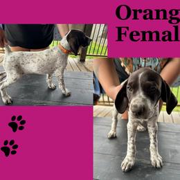 AKC Female White ticked - White and liver German Shorthaired Pointer puppy in Indiana from Jericho Hills GSP’s