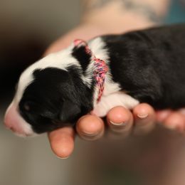 Rogue - Tri-color Border Collie puppy in South Carolina from Blackbird Kennels