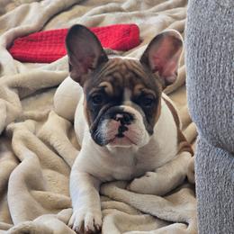 Pablo - Fawn and white male French Bulldog puppy in North Platte, Nebraska from Honey Hole Frenchies