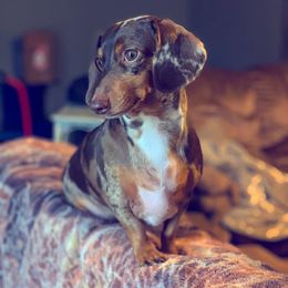 Dachshunds from Scottie's Doxies