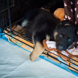 German Shepherd Puppies from Hutchens German Shepherds - Kennel and Training