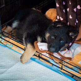 German Shepherd Puppies from Hutchens German Shepherds - Kennel and Training